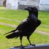 Tar and feathers: Clever crows trained to pick up cigarette butts in the big smoke thumbnail