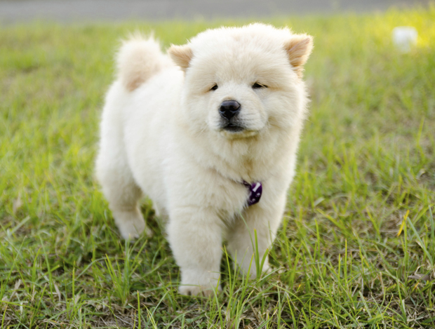 an unpainted chow chow dog photo / thinkstock   independent